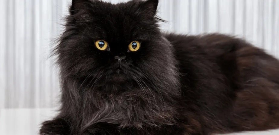 Фото из Интернета. 