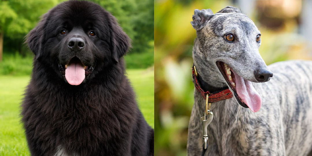 Любители тишины: 7 собак, которые меньше всего лают