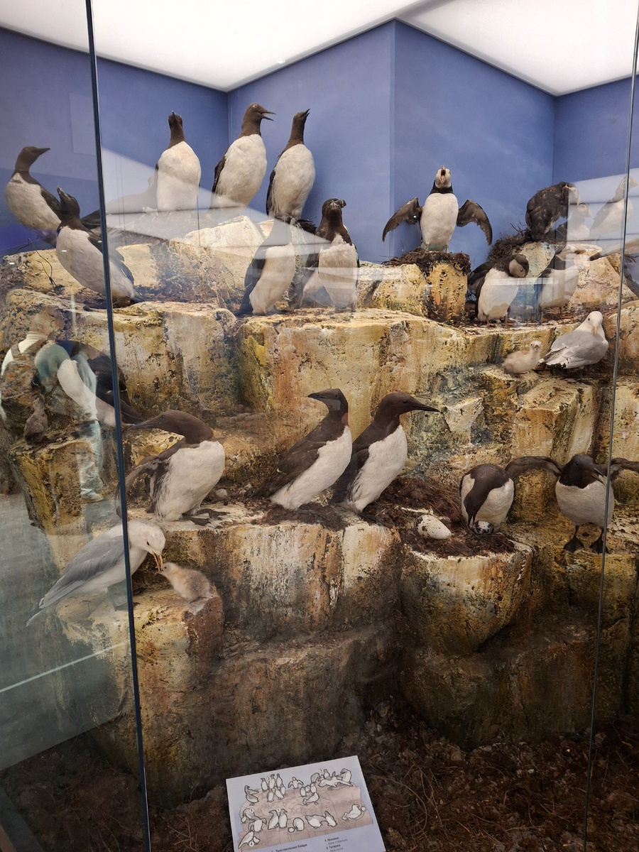 Птичий базар