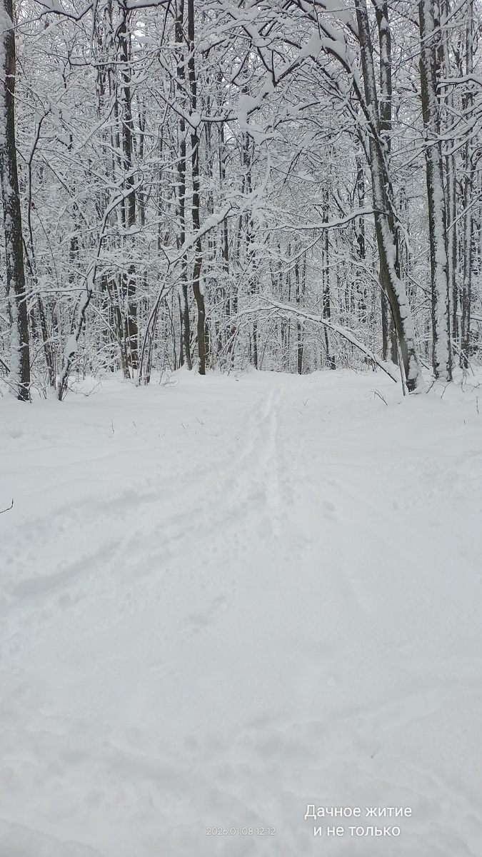 Зимний лес