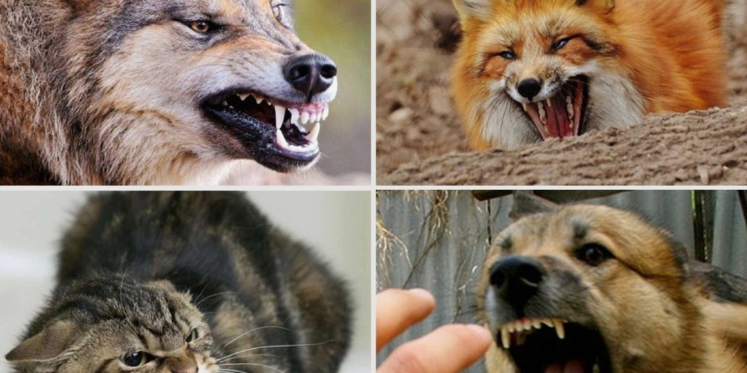 Нулевые шансы выжить: почему бешенство поражает мозг почти в каждом случае?