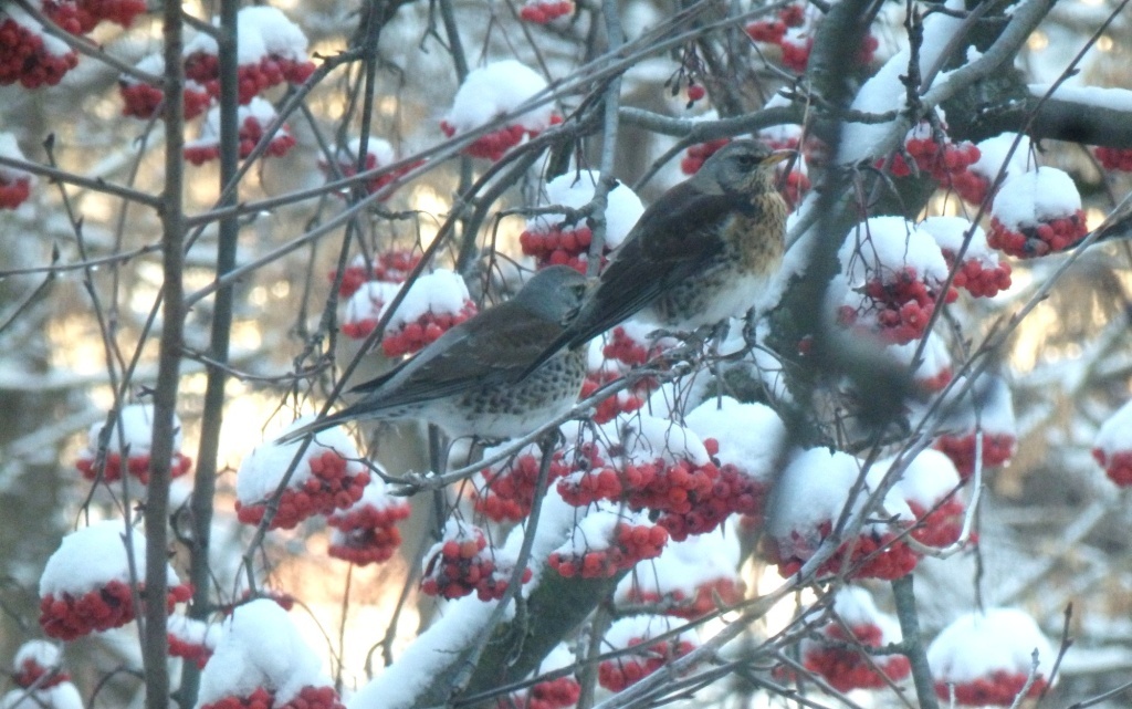  Дрозды-рябинники