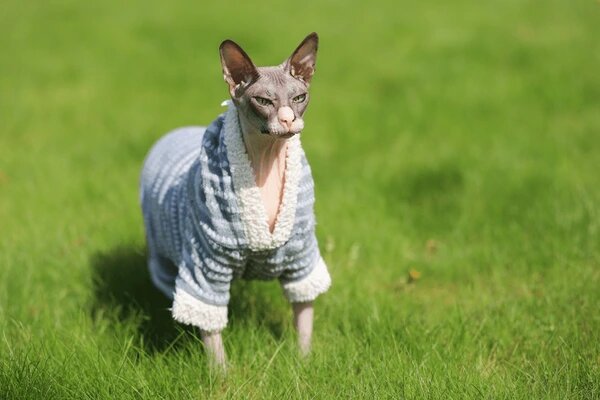 Донской сфинкс 