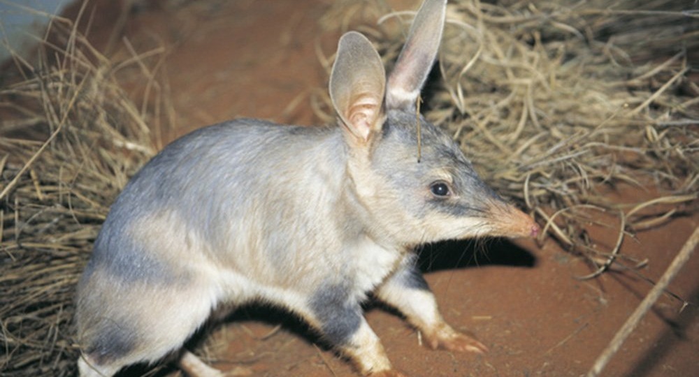 Кроличий бандикут