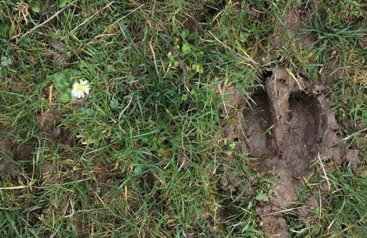 Ведьмы творили свое колдовство не только со следом животных, но и с человеческими следами 