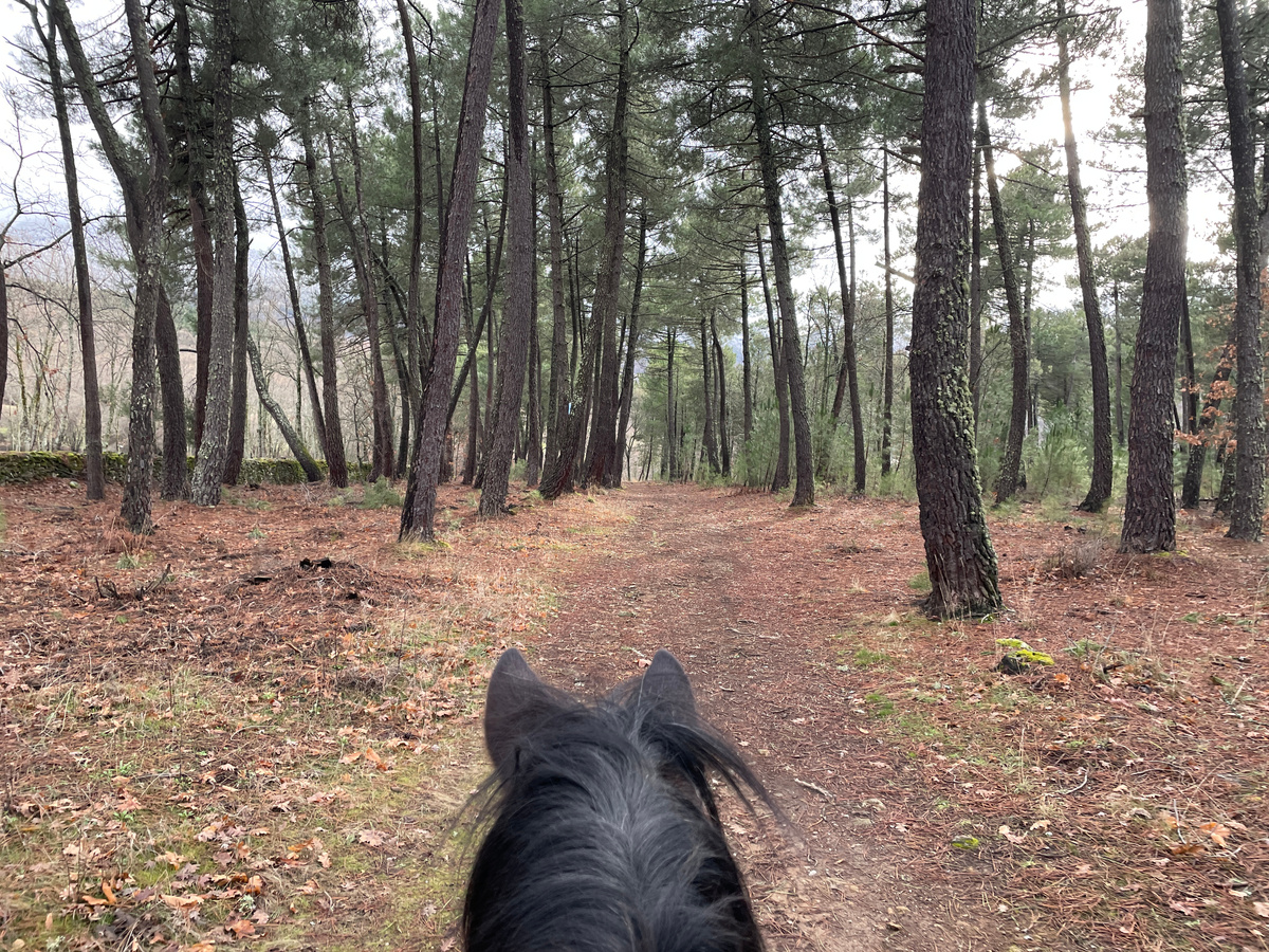 Сначала прохожу через сосновый бор