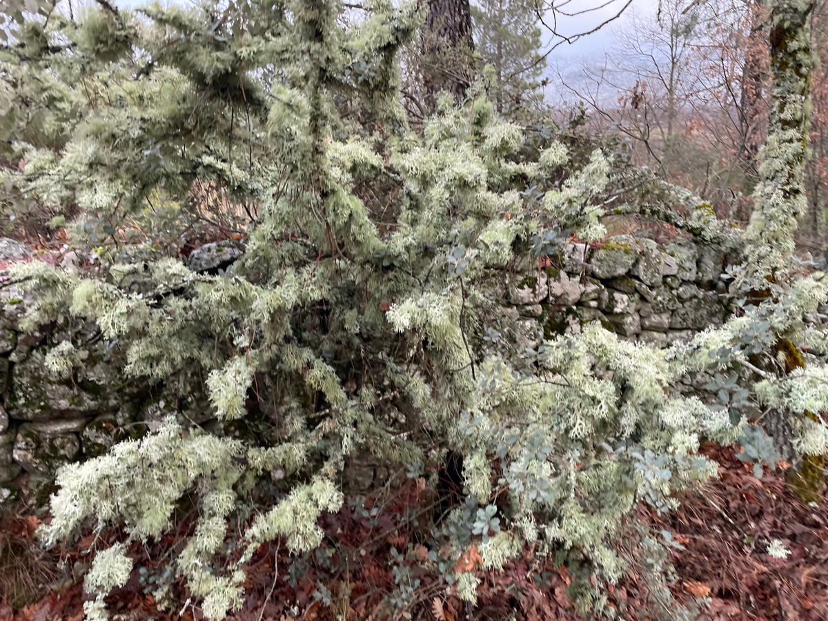 Вот такие роскошные лишайники