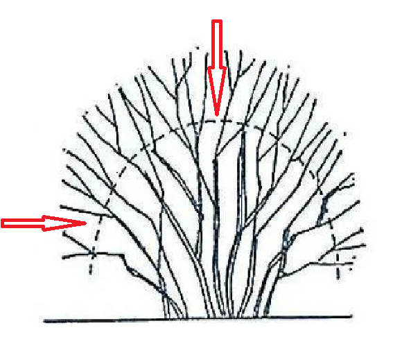 Обрезка смородины на треть