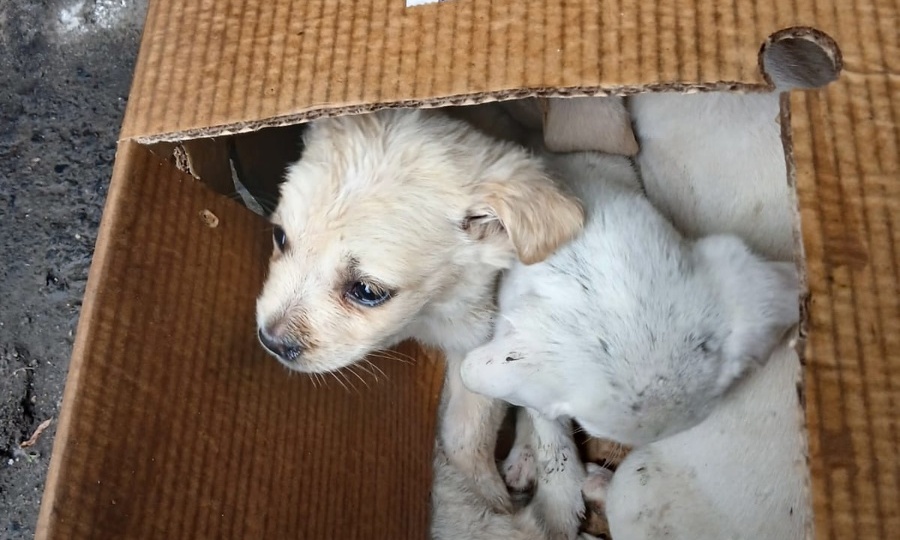 Ненужная с рождения. Малышка из коробки подросла.