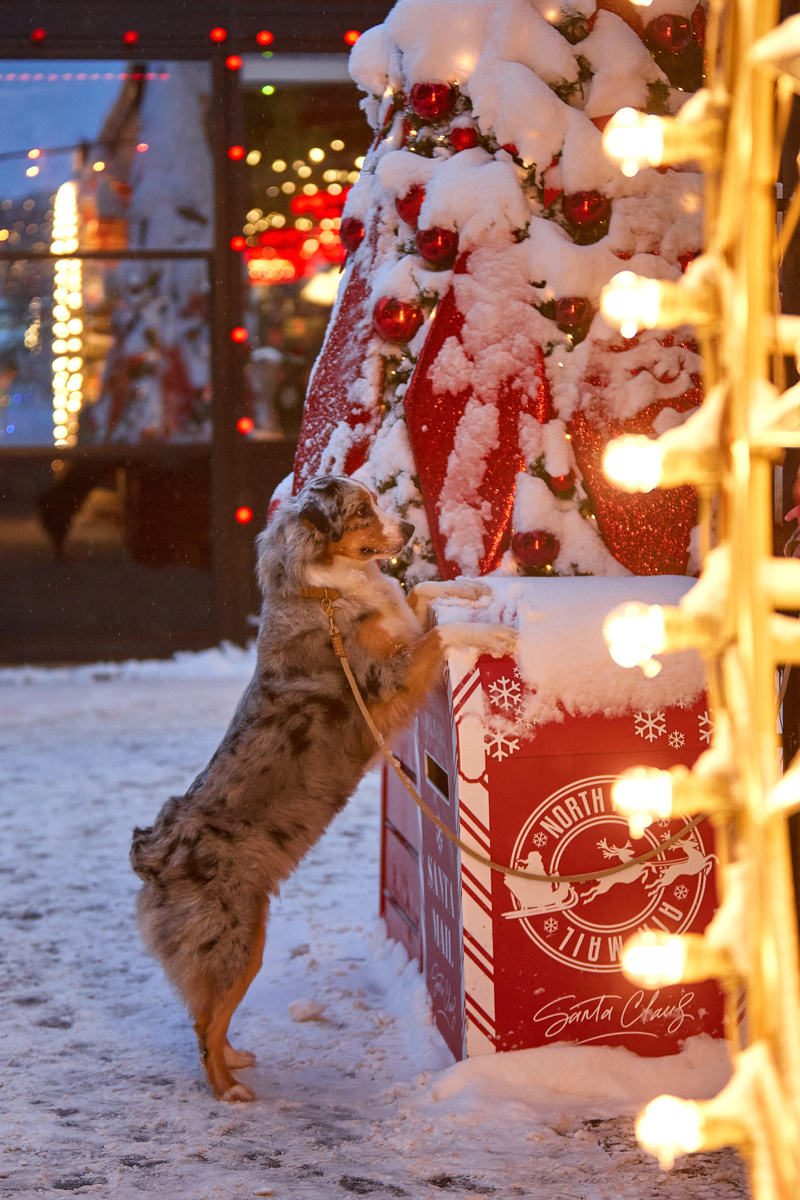 Просит хозяйке новые костыли