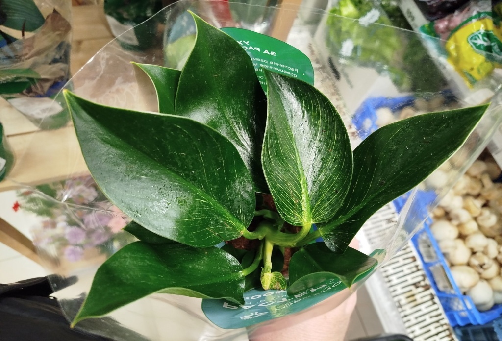  Филодендрон Биркин