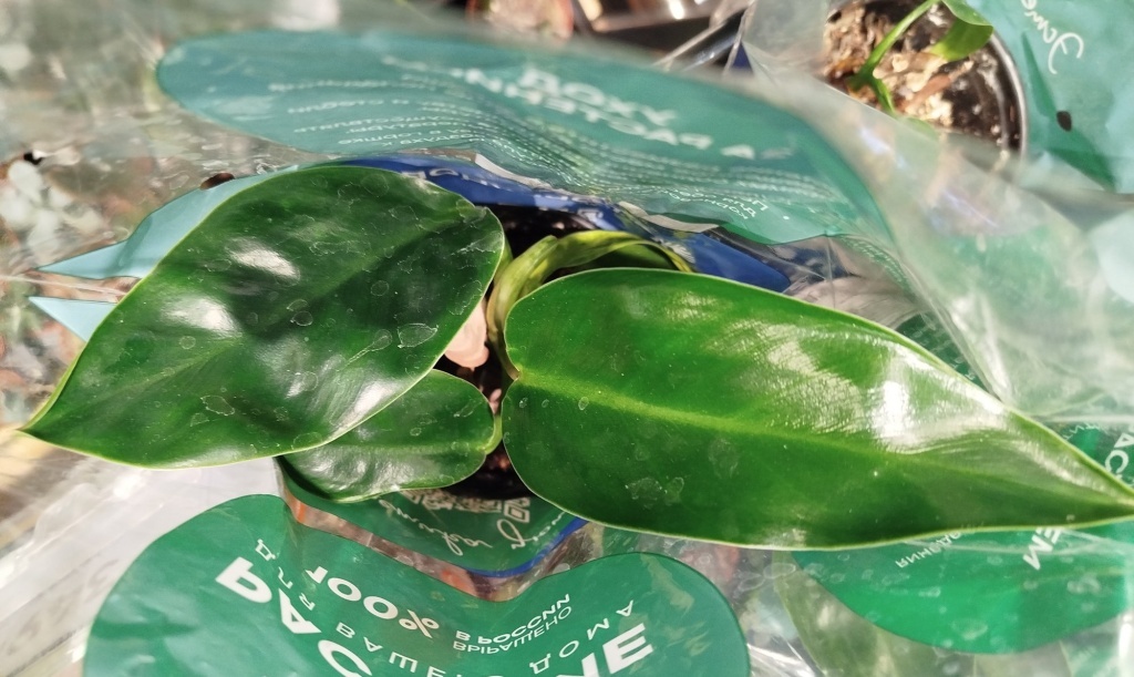  Филодендрон Империал Грин