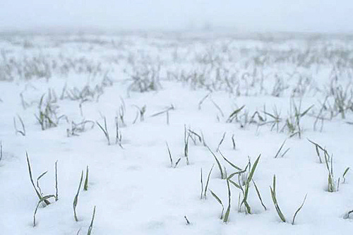    Озимые. / ФОТО donland.ru Администратор