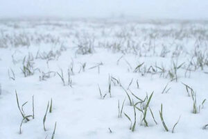 Озимые. / ФОТО donland.ru Администратор  📷
