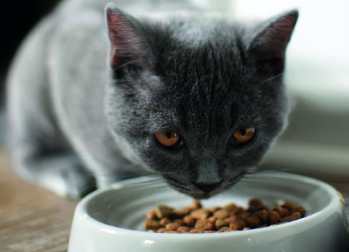 Можно ли резко менять корм кошкам. Фото - unsplash.com, Felice Wölke.