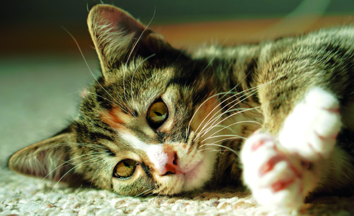 Фото - unsplash.com, Ahnaf Piash.