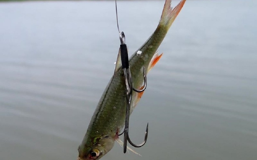 Живец: самая эффективная и универсальная наживка для ловли хищника