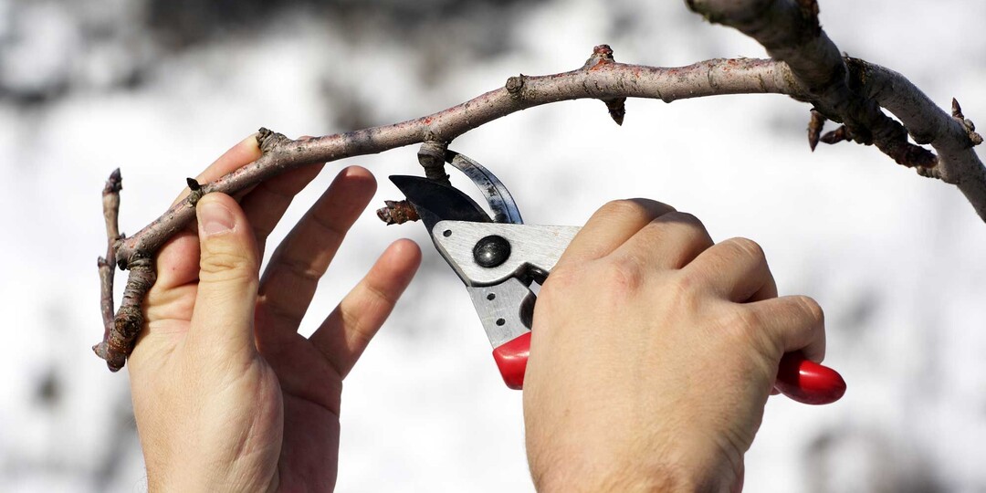 Февральская обрезка плодовых культур, как сделать правильно