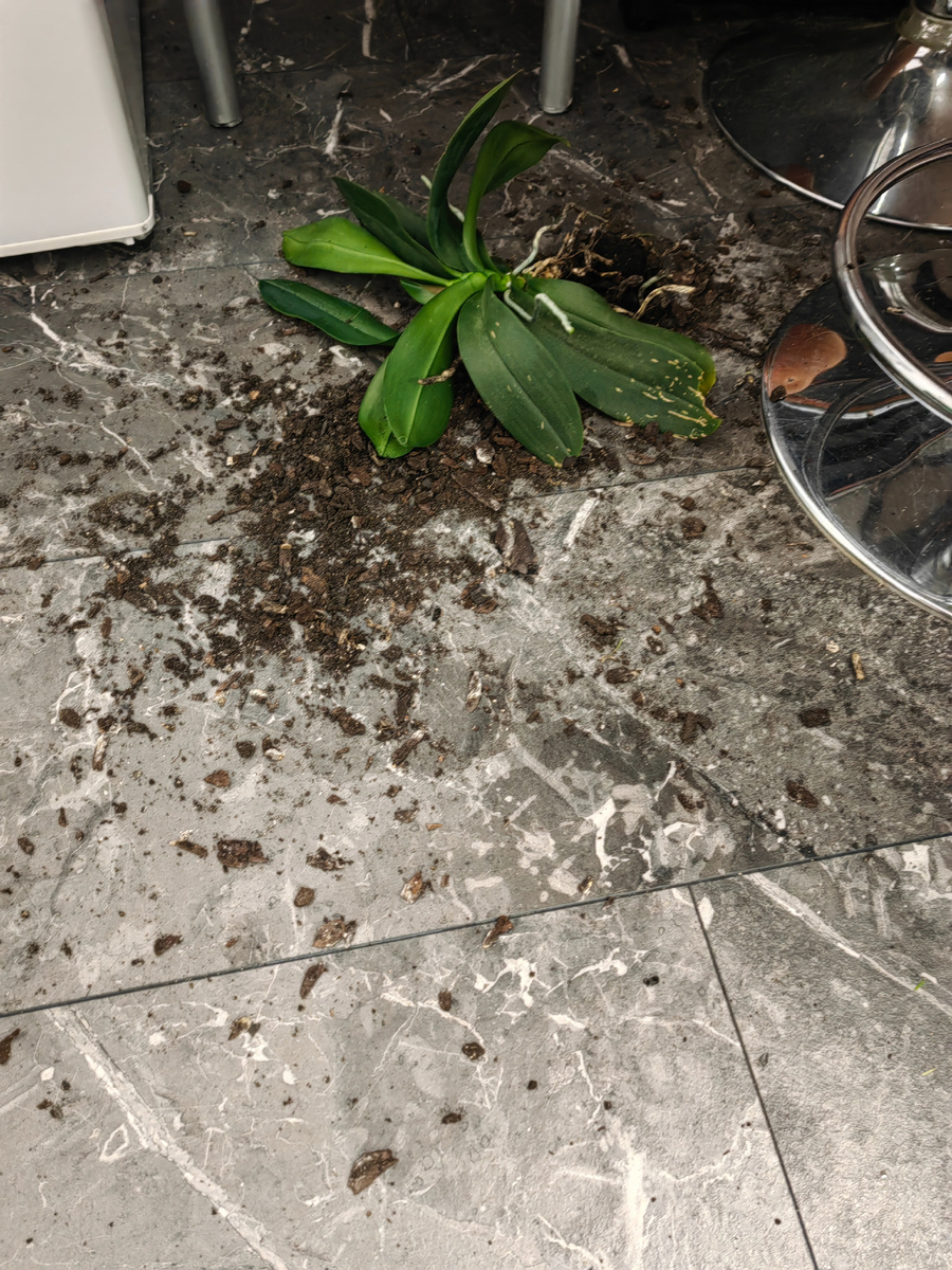 Очередной фаленопсис-космонавт