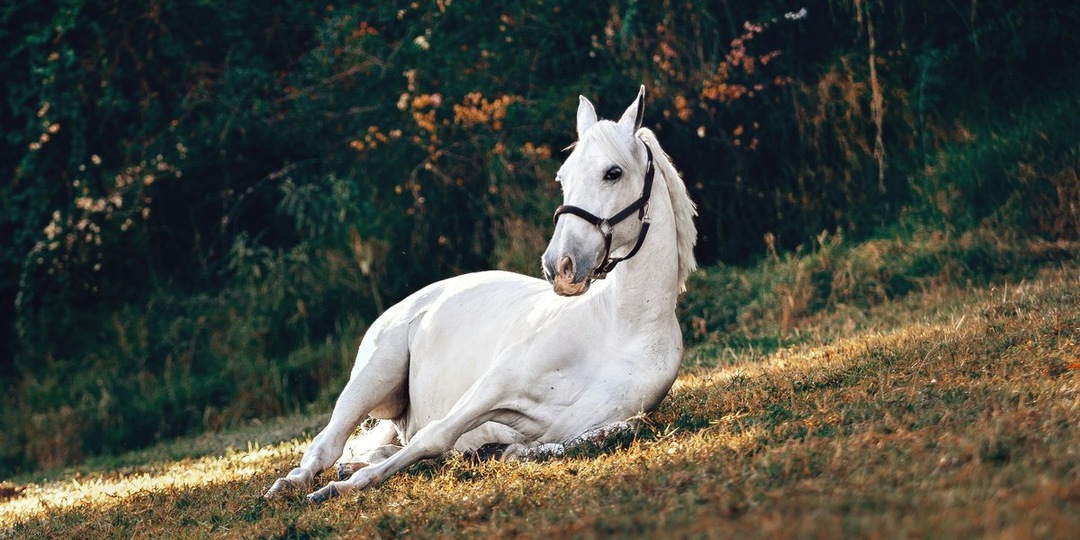 Забытые чемпионы: ветеринар спасает пожилых лошадей от бойни