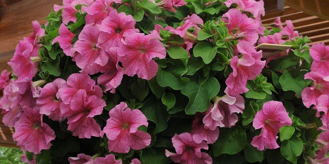 Идеальный цветочный ШАР из ПЕТУНИ