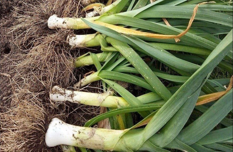 Фото Светланы Барабановой