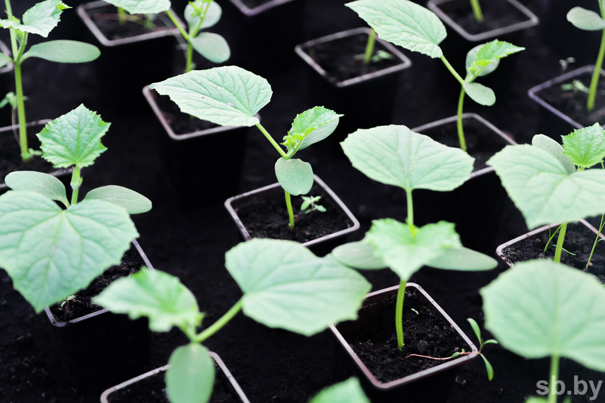 Фото из архива «СБ»