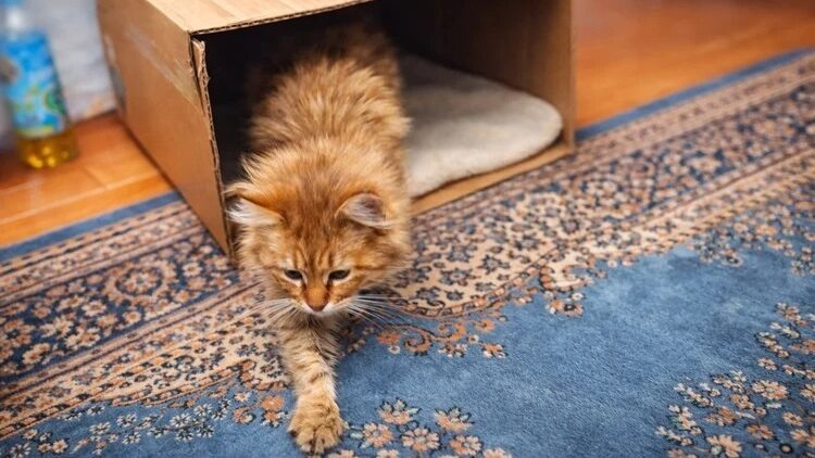 «Выгнали на мороз»: в Сибири спасли кота, который четыре месяца после смерти хозяйки приходил к её дому