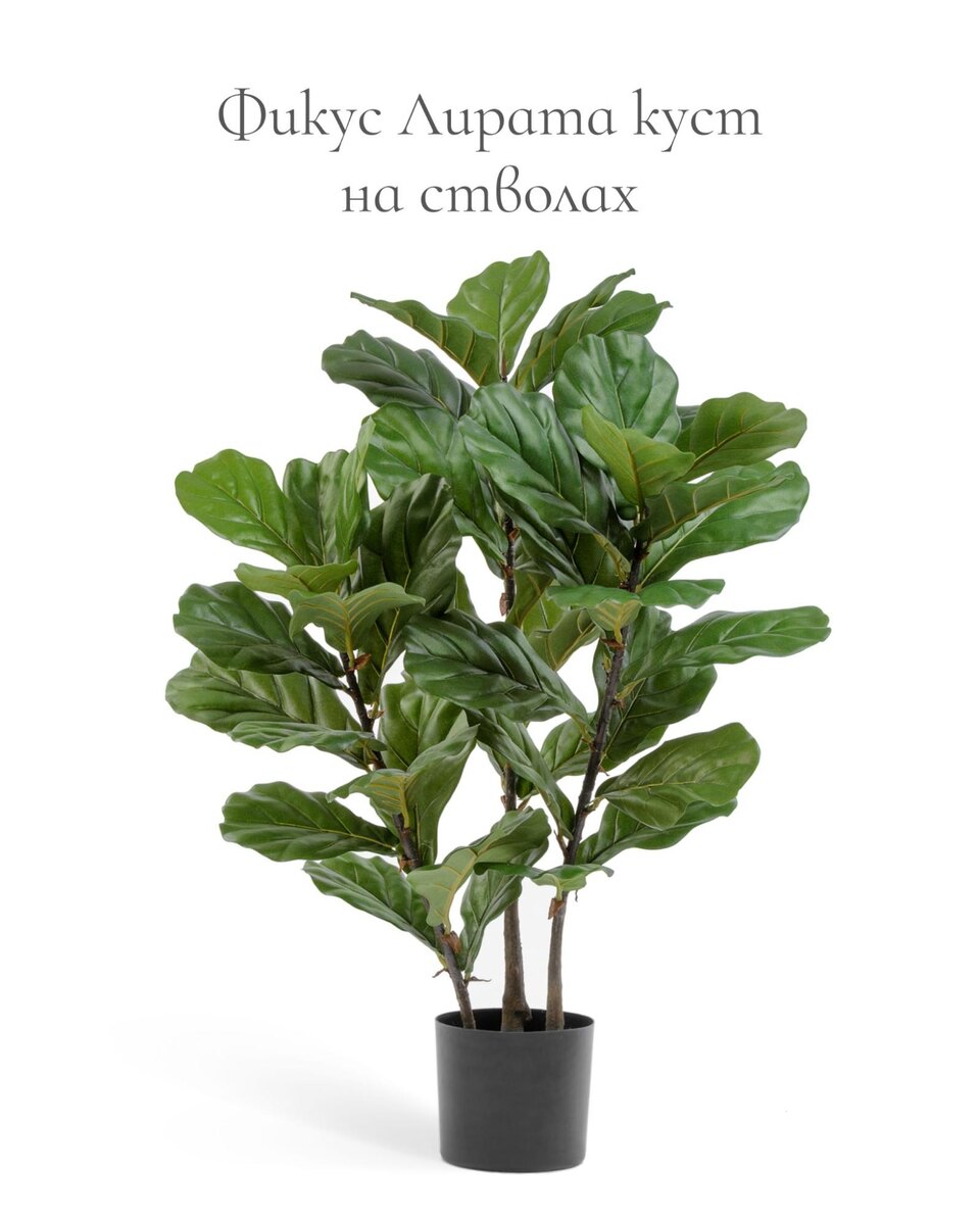 Кашпо и растения TREEZ Collection