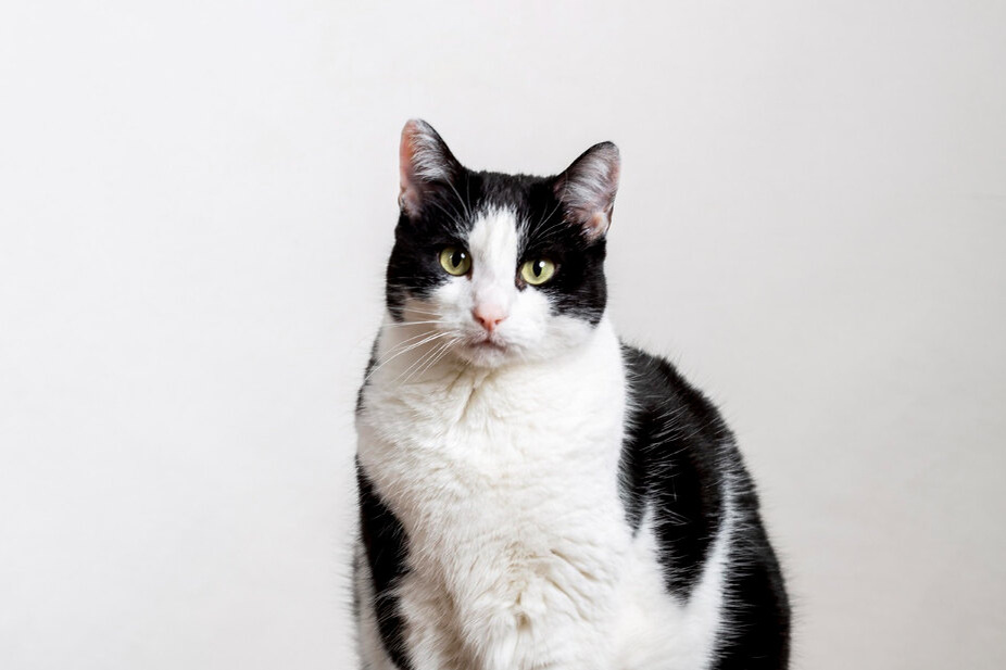     Потерянный кот вернулся домой через полгода после пропажи: он прошел 250 км из Испании во Францию