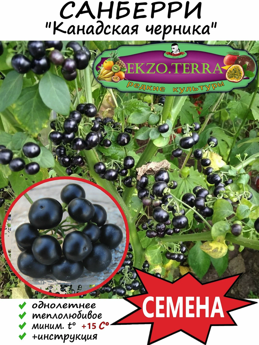 Садовая черника однолетняя, семена.