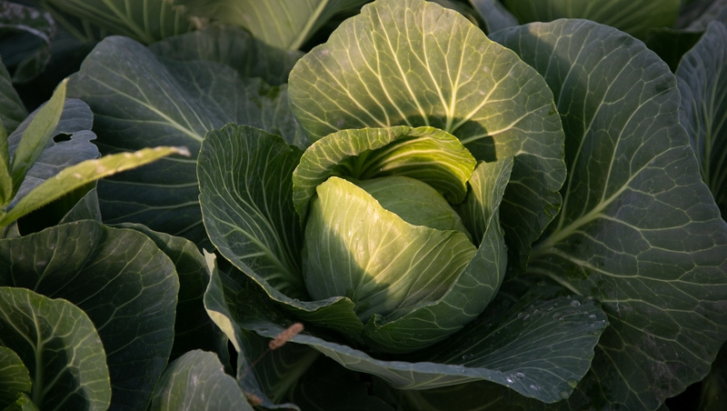      Фото: Валерия Алтухова / / ИА «Победа26»