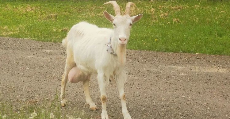    Фото: Лукьянов Дмитрий, AgroXXI.ru