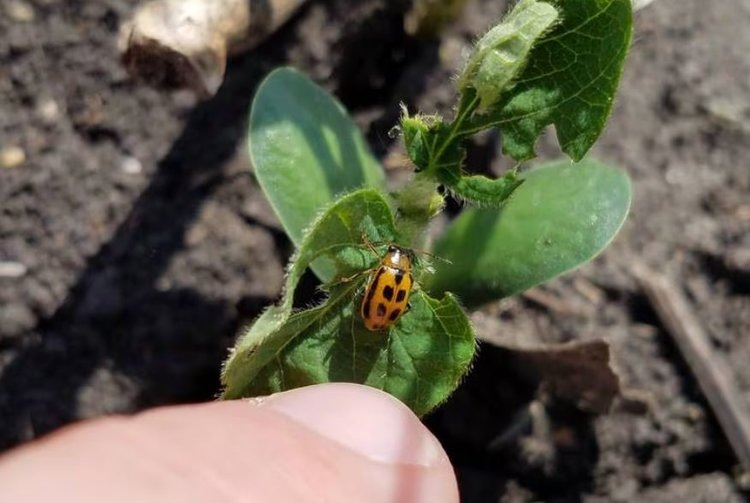   Фото: University of Illinois/Nick Seiter