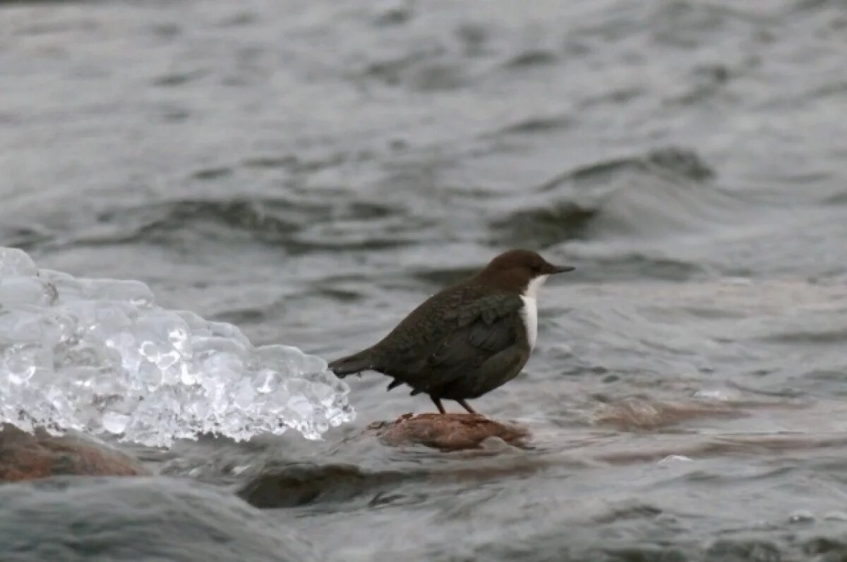    Воробей-экстремал ловит водных насекомых на дне Вуоксы