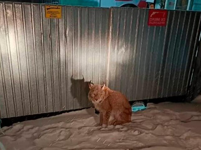    Фото: телеграм-канал "Полиция Приморья"