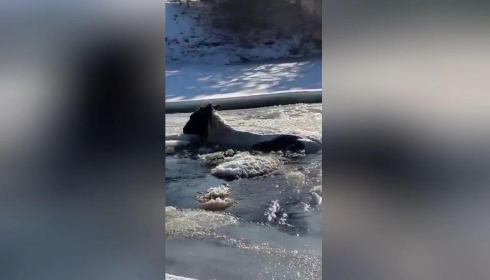    Конь провалился под лед в Республике Алтай. Источник: t.me/gornoaltayskinfo