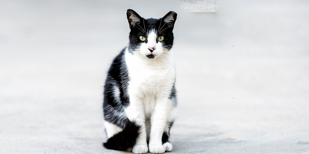 Кот прошел 250 км в поисках хозяев. Он потерялся во время отпуска