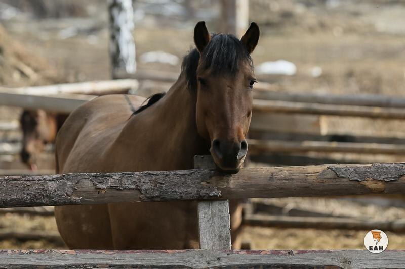    ЕАН. Лошадь