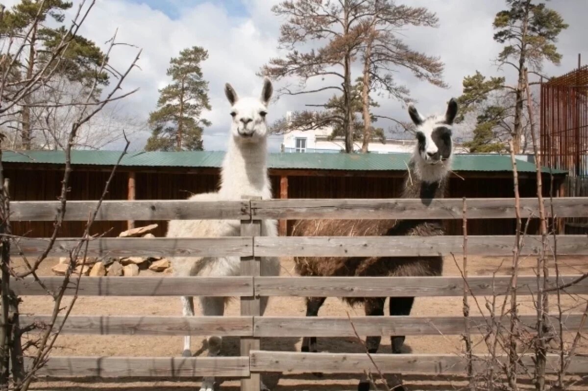    Цены на билеты в зоопарк и зоопитомник «Амодово» изменятся в Чите