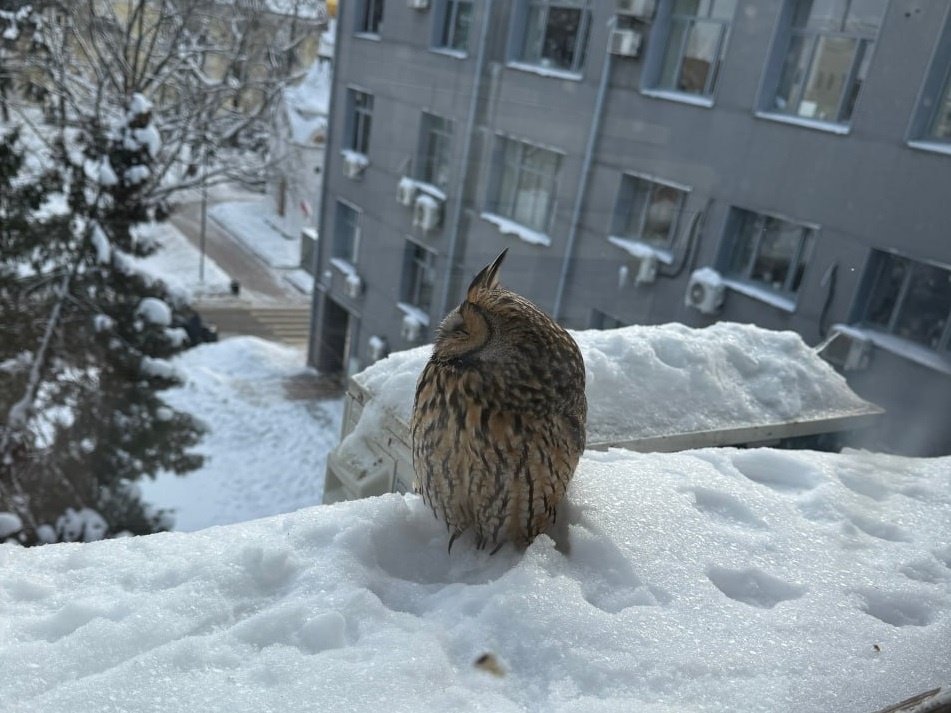   Птицу обнаружили накануне, 22 января, на подоконнике