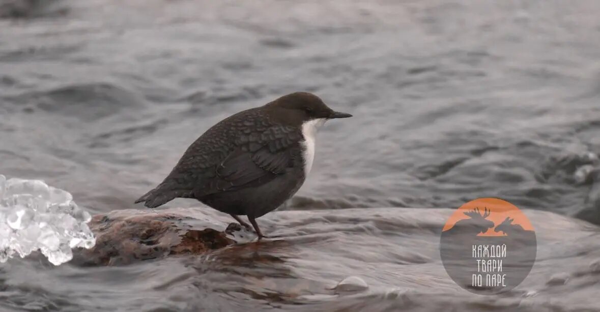    Фото: скриншот видео из телеграм-канала «Каждой твари по паре»