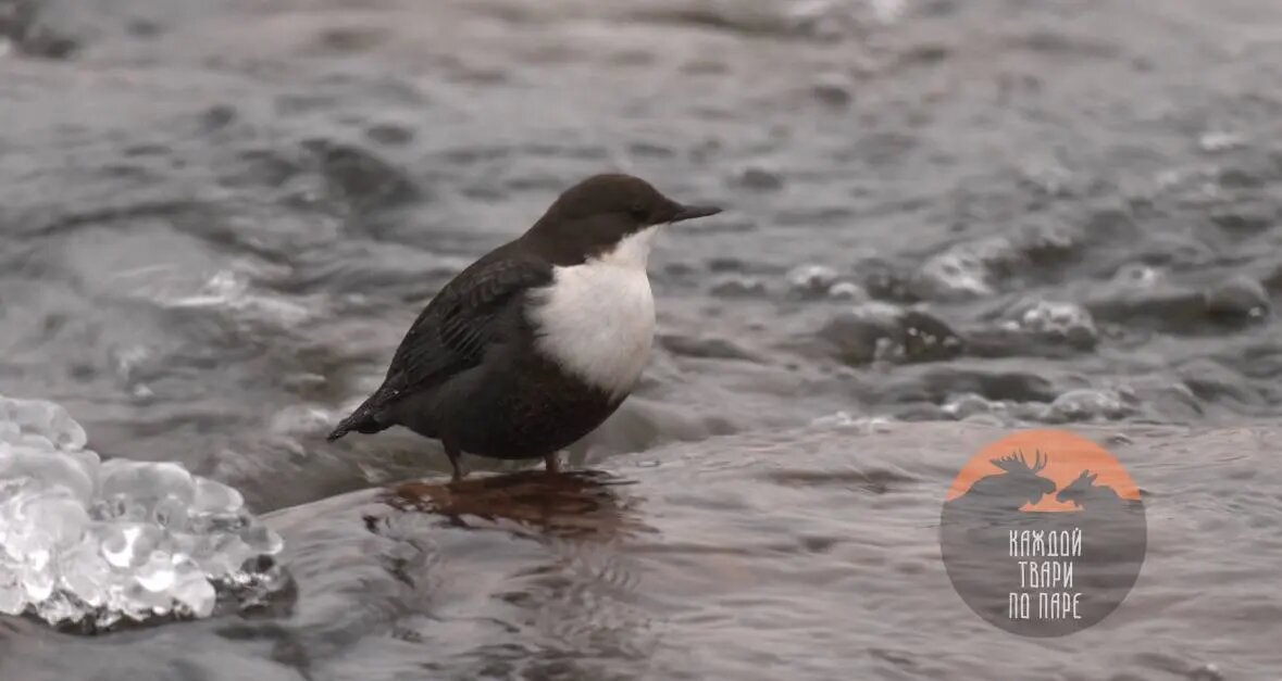    Фото: скриншот видео из телеграм-канала «Каждой твари по паре»