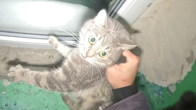 Фото: Кошкиспас