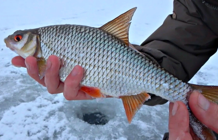 Сорожка (сорога): самая народная рыба средней полосы