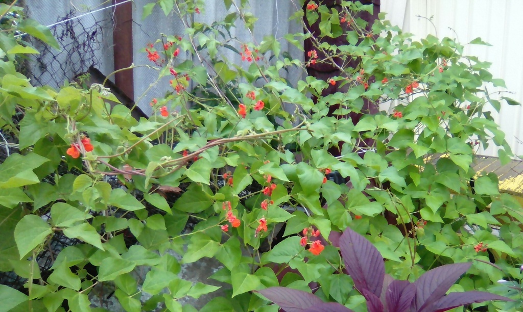 Фасоль декорирует забор