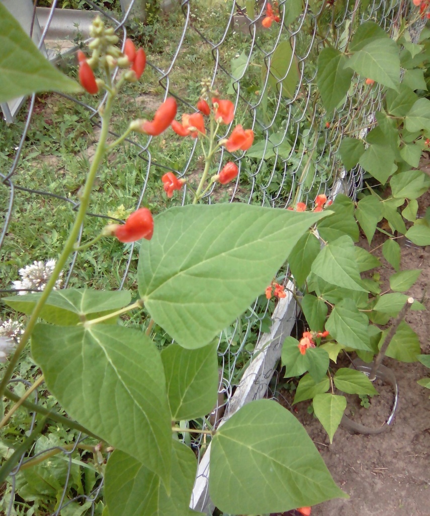  Декоративная фасоль