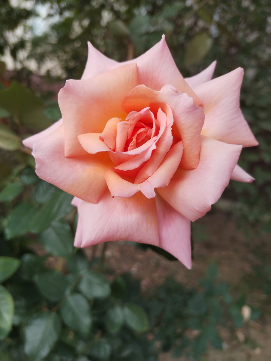 Моя подъездная безымянная красавица