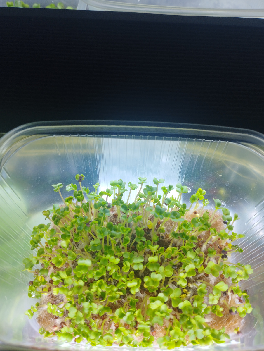 Радостный мир микрозелени :)