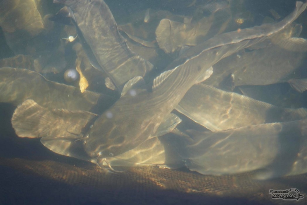    Фото: Лидия Аникина © ИА «Уральский меридиан»